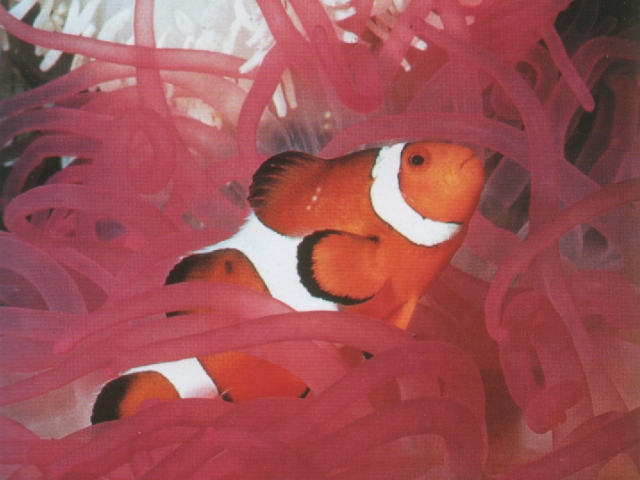 pesce_pagliaccio_anemone_cibo.JPG