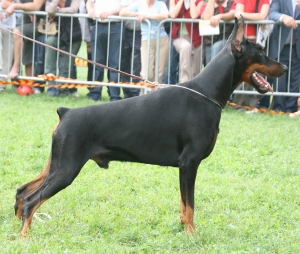 Il Dobermann