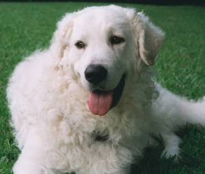 Il Kuvasz