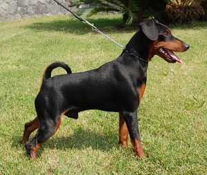 Il Pinscher