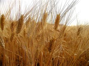 Alimenti senza glutine: etichettatura