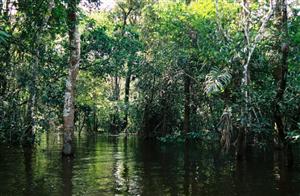 Amazzonia, ora � controtendenza: il polmone del pianeta risulta inquinante