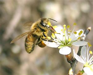 Amminoacidi naturali come cura alla calvizie: metionina