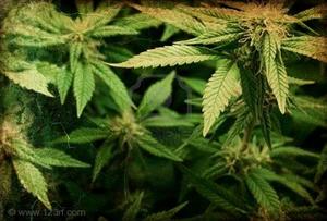 Cannabis: non solo cervello ma anche sistema immunitario