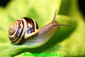 chi va piano... Ha la pelle pi� bella