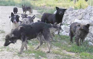 Febbraio-Marzo 2012, due persone uccise da branchi di cani randagi: perch�?