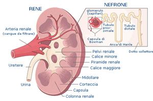 I Farmaci Diuretici