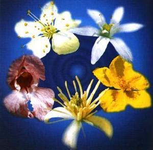I fiori di Bach, tra verit� e leggenda