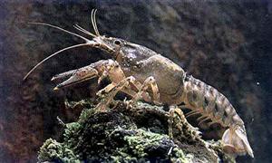 IL GAMBERO DI FIUME: UNA SPECIE A RISCHIO DI ESTINZIONE