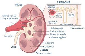 L'eliminazione (Farmacocinetica 4 di 4)