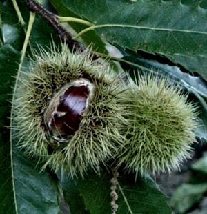 Le Castagne