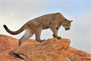 PRESERVARE LA BIODIVERSITA' CONTRO L'ESTINZIONE DI FAUNA E FLORA
