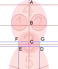 Disegnare il busto femminile - Figura 1