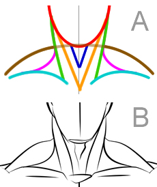 Disegnare un collo muscoloso - Figura 1