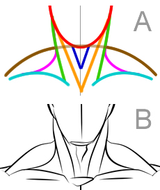 Dibujar un cuello musculoso - Figura 1