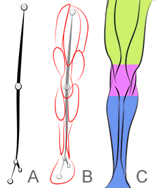 Come disegnare gambe muscolose - Figura 1