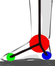 Disegnare un piede (di lato) - Figura 1