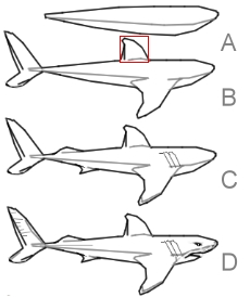 Disegnare uno squalo - Figura 1