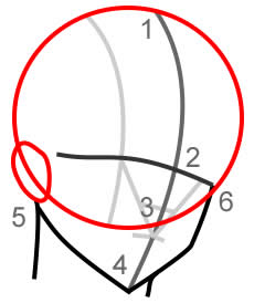 Disegnare la testa di 3/4 - Figura 2