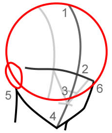 Dibujar la cabeza de 3/4 - Figura 2