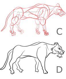 Come disegnare una tigre - Figura 2