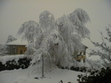 CLICK PER INGRANDIRE | TITOLO: Albero e neve