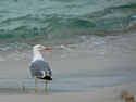 CLICK PER INGRANDIRE | TITOLO: Gabbiano in riva al mare
