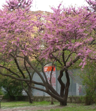 Albero di Giuda