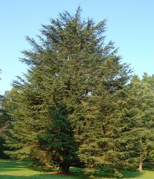 Cedro del Libano