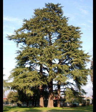 Cedro dell'Himalaya