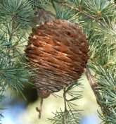 Cedro dell'Himalaya - Dettaglio