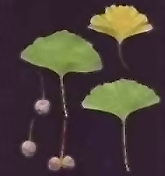 Ginkgo biloba - Dettaglio