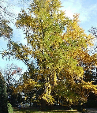 Ginkgo biloba