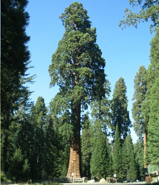 Sequoia gigante