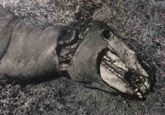 La cavalla Snippy, il primo animale mutilato mai ritrovato