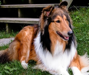 Il cane da pastore scozzese a pelo lungo