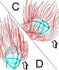 Capelli in movimento - Figura 2