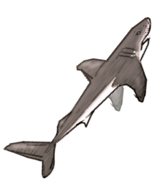 Disegnare uno squalo - Figura 2