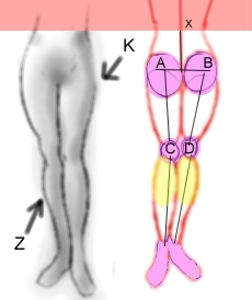 Disegnare gambe femminili - Figura 1