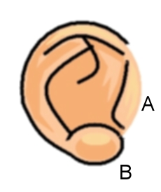 Disegnare l'orecchio (di lato) - Figura 2