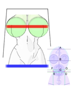 Il seno in stile manga (di fronte) - Figura 1